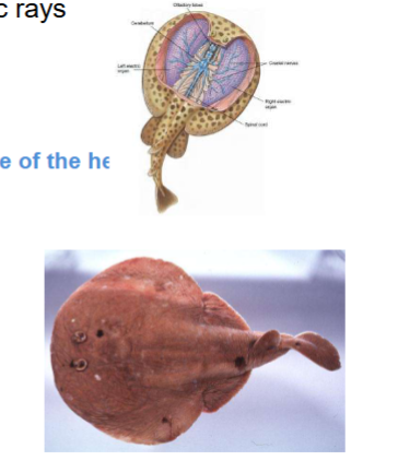 <p>Class & Family? (Caudal and dorsal fins well developed, Kidney-shaped electric organ on each side of the head, Oval body shape with smooth skin)</p>