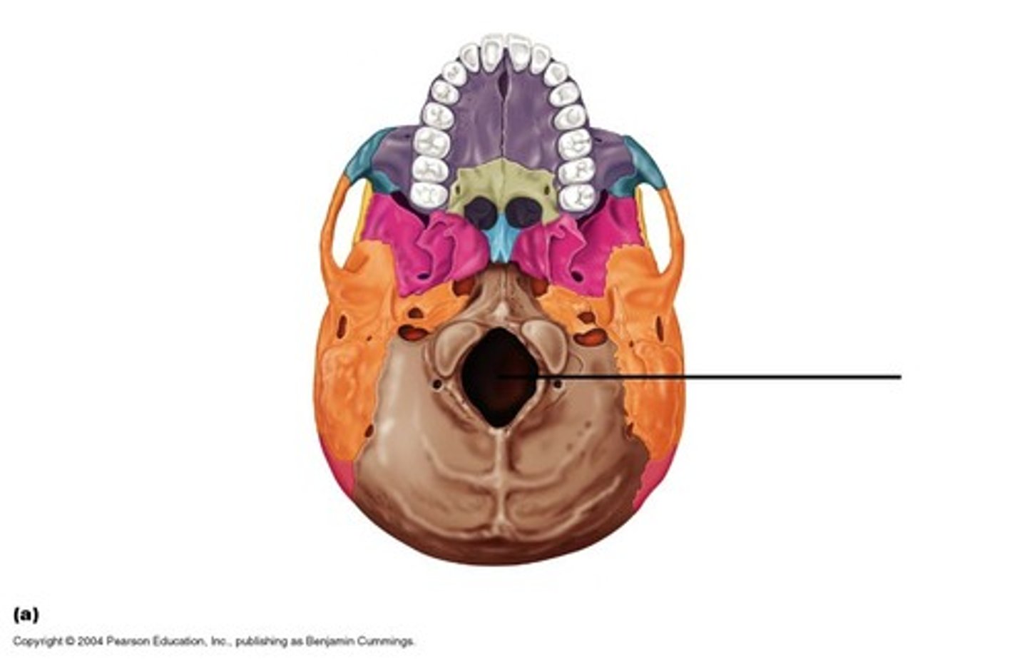 <p>large hole where spinal cord enters the cranial cavity. [MAGNUMS ARE FOR-A-MEN/HOLE]</p>