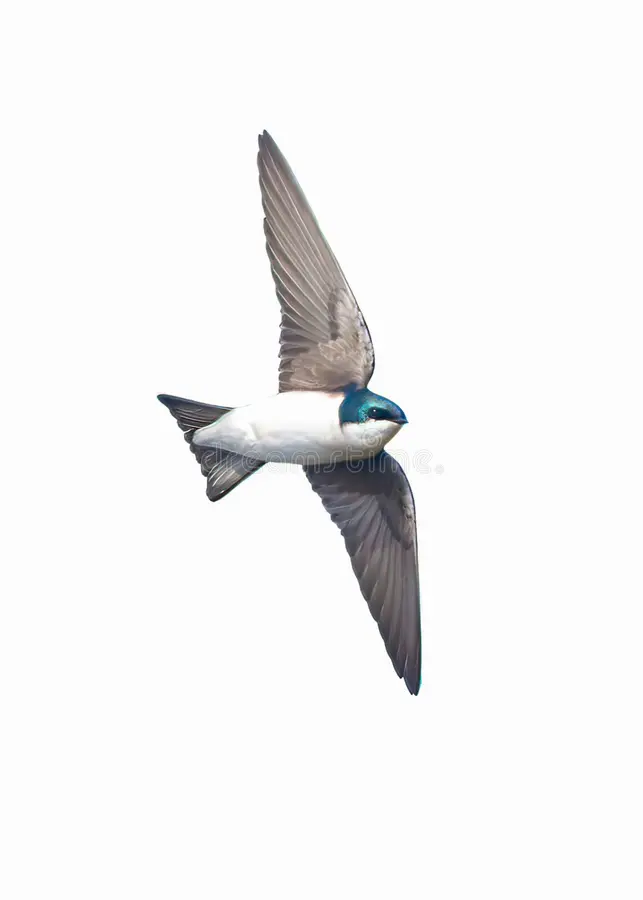 <p>Tachycineta bicolor (tree swallow)</p>