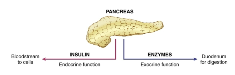 <p>the pancreas and its functions</p>