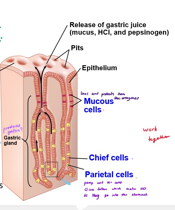 <p>Mucous cells, Chief cells, and Parietal cells, can be found in the pits of the stomach lining</p>