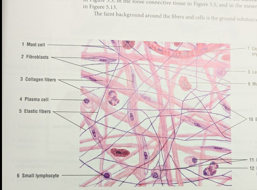 <p>what tissue is this </p>