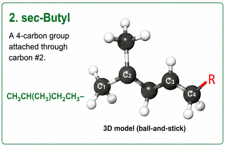 <p><br></p><p><strong>sec-Butyl</strong></p><p><strong>CH₃CH(–)CH₂CH₃</strong></p><ul><li><p>Has <strong>4 carbons</strong></p></li><li><p>The attachment is on <strong>carbon #2</strong></p></li></ul><p><strong>4 carbons total</strong> <span data-name="check_mark_button" data-type="emoji">✅</span></p>