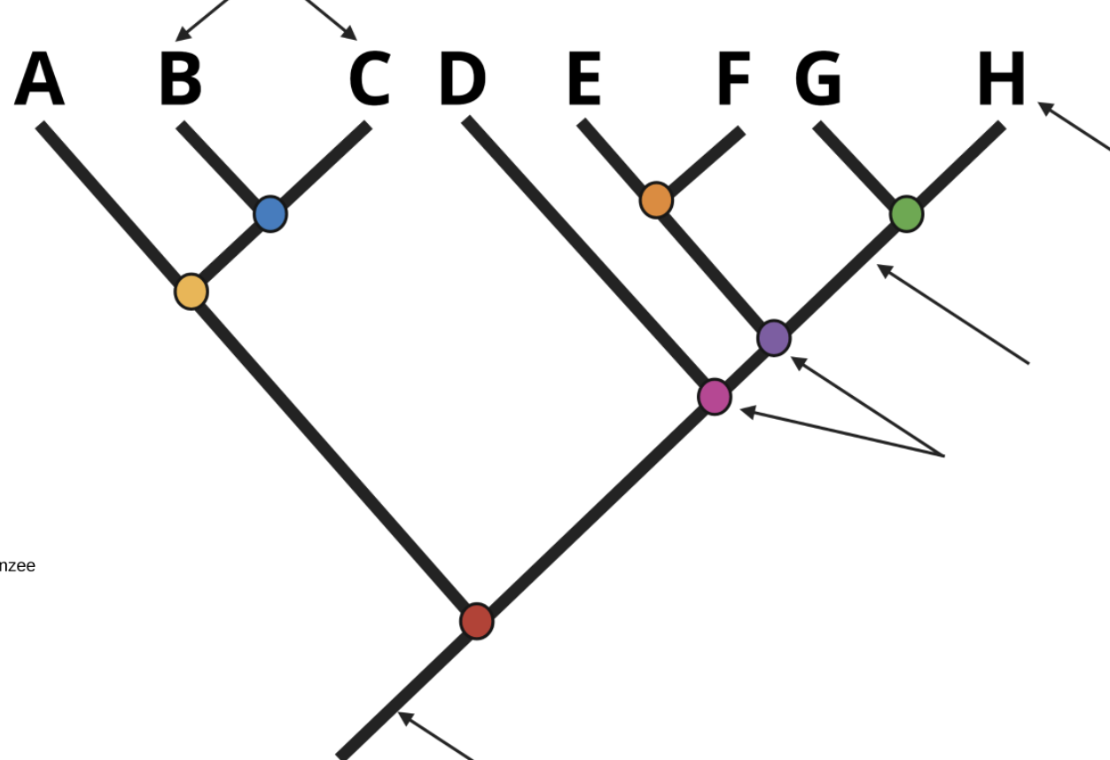 <p>branches</p>