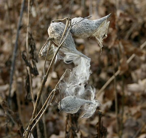 <p>hairy warty follicle, fat at bottom, pointed at top, splits down middle, shiny yellow inside, flower = umbel</p>