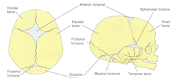 <p>Place of incomplete fusion of cranial bones present at birth</p>