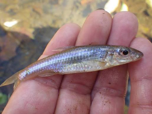 <p>minnow</p>
