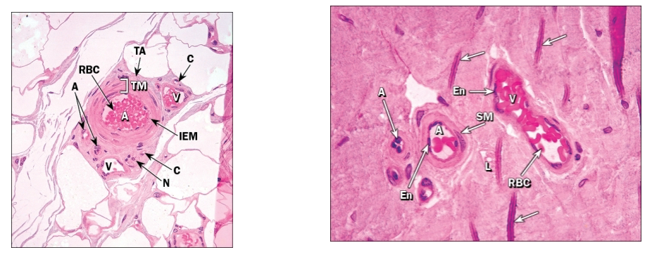 <p>Smallest veins</p><ul><li><p>Structurally similar to capillaries, but larger in diameter</p></li><li><p>Pericytes present as they leave capillary beds</p></li><li><p>Replaced with smooth muscle as venules get bigger</p></li></ul><p></p>