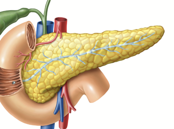 <p>Elongated organ running horizontally behind the stomach.</p>