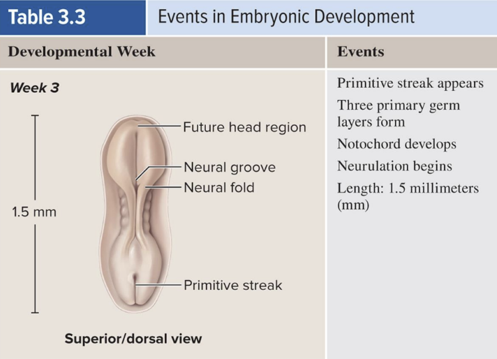 <p>Embryonic Period begins with</p>
