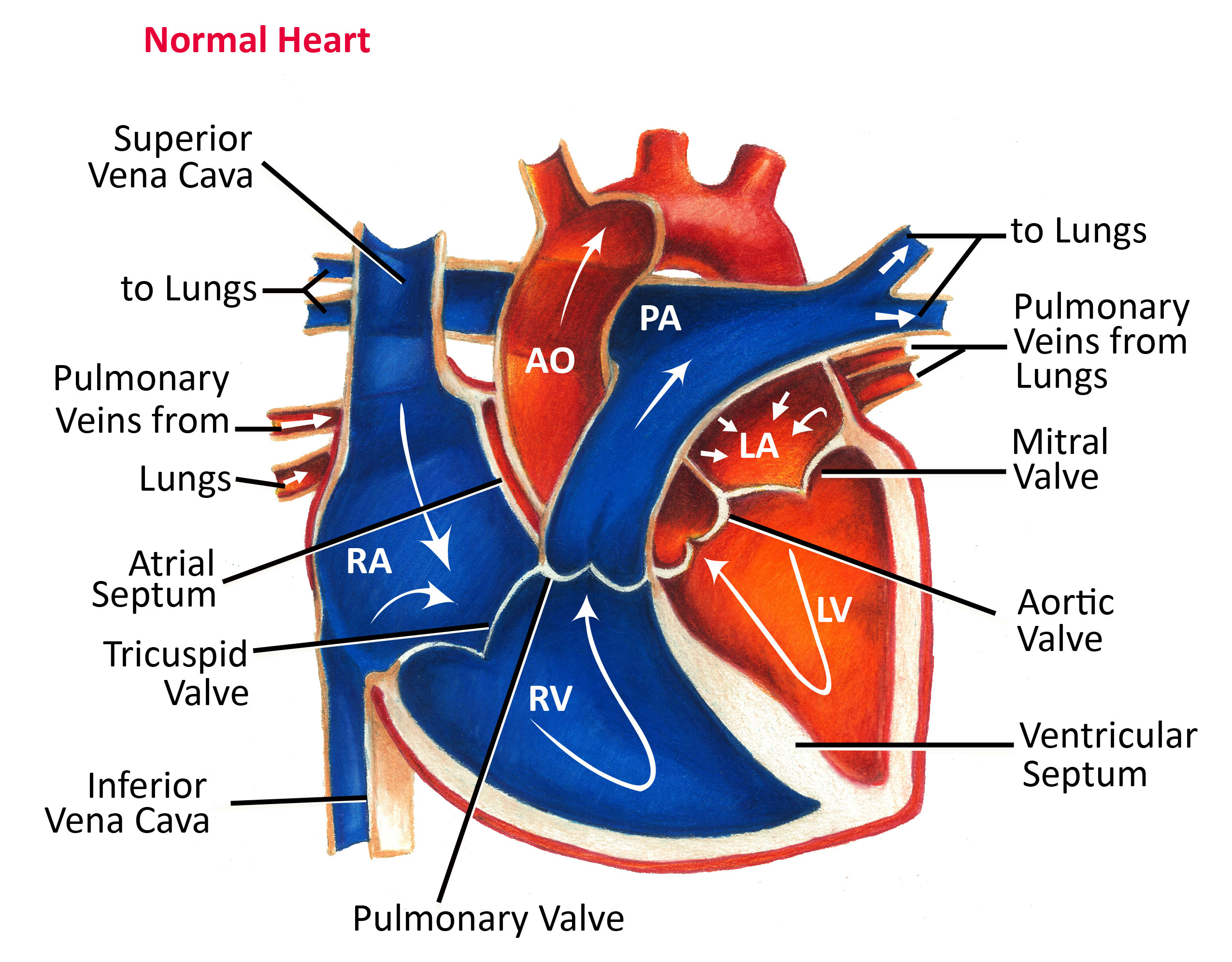 <p>Describe the flow of blood from the superior/inverior vena cava: (14)</p>