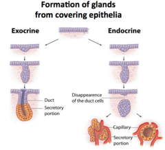 <p>secreting glands</p><p>- Endocrine</p><p>- Exocrine</p>