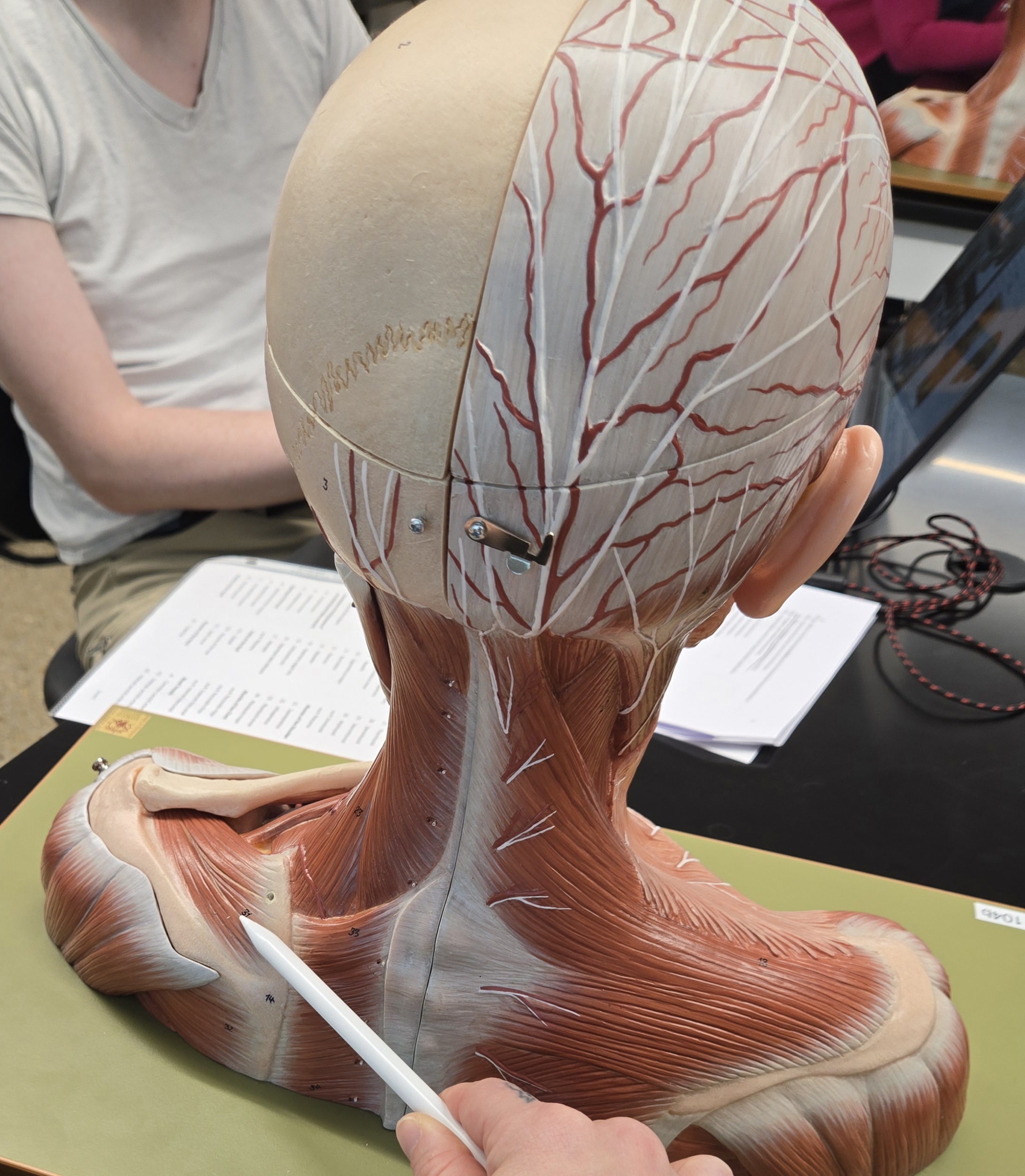 term image