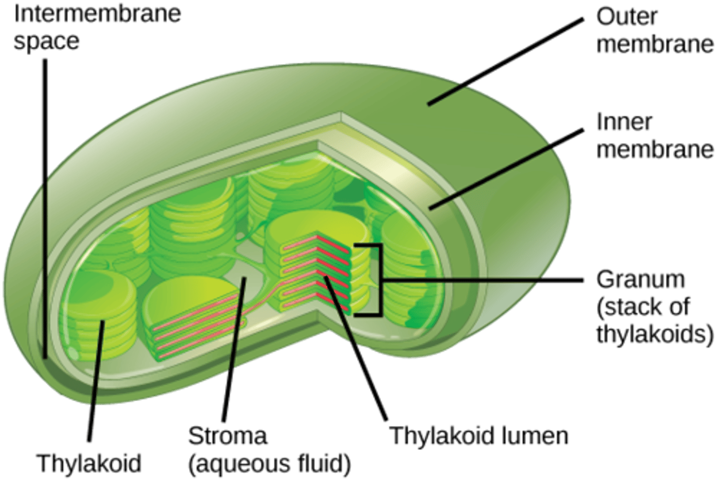 <p>chloroplast</p>