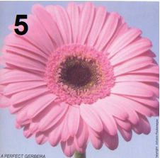 <p>Gerbera</p>