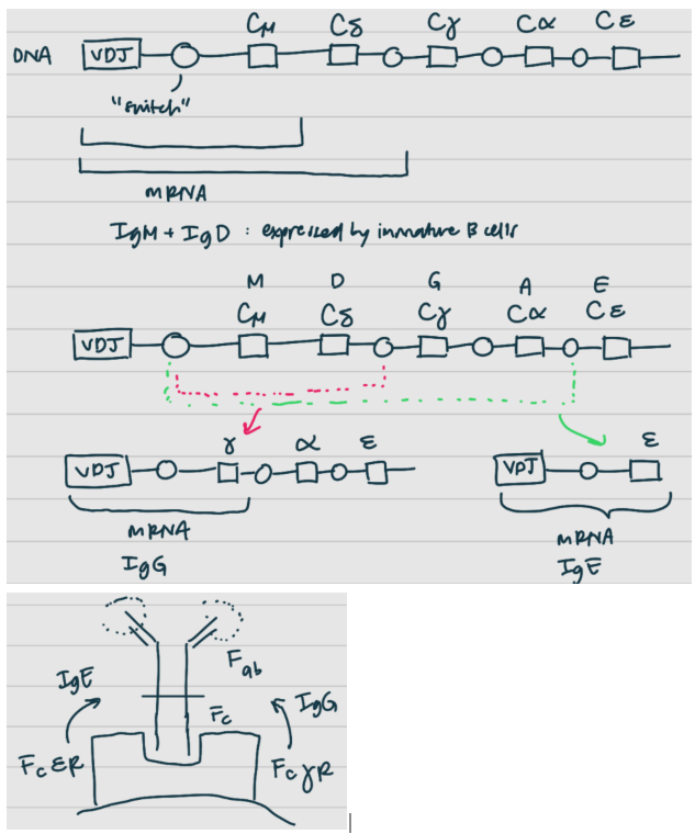 <p><span style="background-color: transparent;"><strong>pt 1: [1] switching</strong></span></p><p><span style="background-color: transparent;">it’s good to have different [1]</span></p><ul><li><p><span style="background-color: transparent;">[3] – [4] activation</span></p></li><li><p><span style="background-color: transparent;">[5] – [6] via FcGR that sits on cell surface + [7] (MO)</span></p></li><li><p><span style="background-color: transparent;">[8] – involved with [9] via FcER + [10] to kill helminths (worms)</span></p></li></ul><p><span style="background-color: transparent;">another method of cutting &amp; pasting DNA for [2] of generated [11], starting right after VDJ, on the [12] region of the [13] chain</span></p><ul><li><p><span style="background-color: transparent;">there is a [12] region for each Ig [1] (MEGAD, but memorize as MDGAE order, or Dr. Gae idk)</span></p></li><li><p><span style="background-color: transparent;">within the DNA are [14] regions between Ig [12] regions</span></p><ul><li><p><span style="background-color: transparent;">[15] right after Cm gives you mRNA for IgM</span></p></li><li><p><span style="background-color: transparent;">[15] after Cd gives you mRNA for IgM/IgD (which are expressed by immature B cells)</span></p></li><li><p><span style="background-color: transparent;">[15] everything out up to Ce leaves you with only mRNA for IgE; no more switching after this point</span></p></li><li><p><span style="background-color: transparent;">if [15] out only occurred up to Cg, then at least you’d still have Cg + Ca + Ce to [14] out</span></p></li></ul></li></ul><p><span style="background-color: transparent;">DNA [15] done by [16], whose activity is increased by [17]-[18] signaling ([19] cell help). [1]/class switching is NOT random; DNA [15] determined by [20]</span></p><ul><li><p><span style="background-color: transparent;">if [19] cell releases [20] [21]-[21] → IgG</span></p></li><li><p><span style="background-color: transparent;">if [19] cell releases [20] [22] → IgE and IgG</span></p></li></ul><p></p>