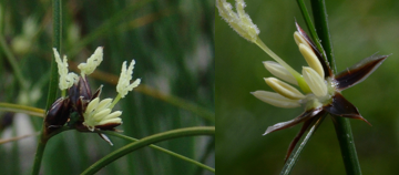 <p><span><strong>Juncaceae</strong></span></p>