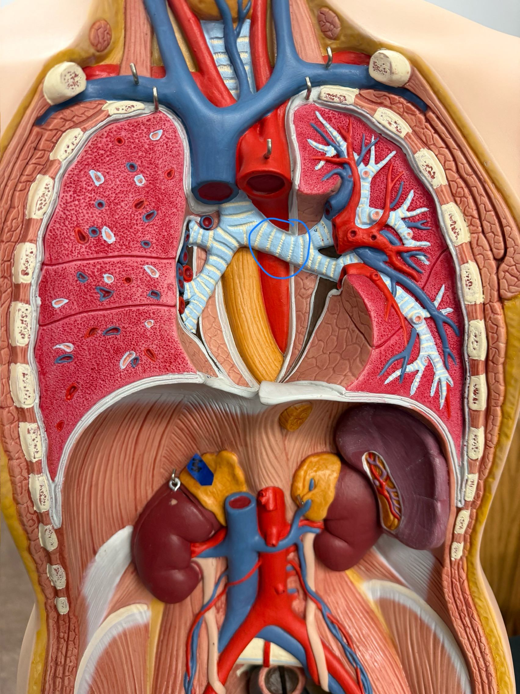 <p>name this structure</p>