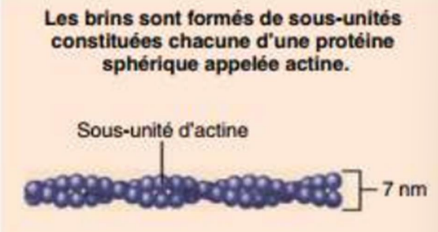 <p>Constitués de sous-unités sphériques d’actine, </p><p>Ils procurent à la cellule sa résistance à la compression et la déformation en général. </p><p>Structure notamment les appareils contractiles de la cellule.</p>