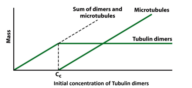 <p>Critical concentration = [free tubulin] in equilibrium w/ [MT] = TREADMILLINg</p><p>[Tubulin] < Cc → no polymerization</p><p>[Tubulin] > Cc → polymerization </p><p>UNTIL [Tubulin] = Cc → steady state = TREADMILLING</p>