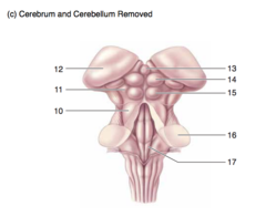 <p>The dorsal surface of the brain.</p><p>Cerebrum and cerebellum removed.</p><p>10</p>