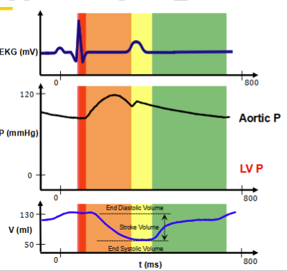 <p>Wiggers Diagram <br>Isovolumetric contraction</p><p>Ejection</p><p>Isovolumetric relaxation</p><p>Ventricle refilling</p>
