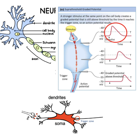 <ul><li><p><span style="background-color: transparent;">Generated in area with a lack of voltage-gated Na+ channels (inexcitable membranes)</span></p><ul><li><p><span style="background-color: transparent;">Neuronal dendrites and cell bodies</span></p></li></ul></li><li><p><span style="background-color: transparent;">**do not initiate an AP, only generates passive conduction</span></p></li><li><p><span style="background-color: transparent;">Will travel to the nearest excitable membrane <u>Trigger Zone</u> (at the beginning of the axon)</span></p></li></ul><p></p>