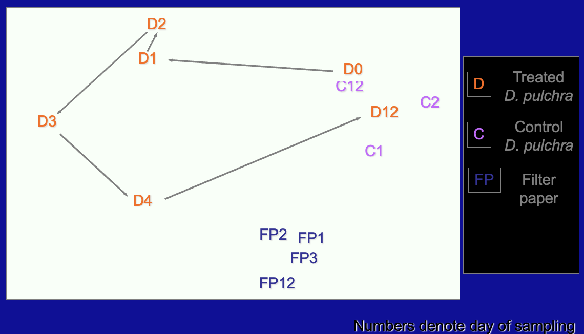 <p>After 12 days, <strong>microbial community was reintroduced </strong>to the antibiotic-treated D. pulchra</p><p><span style="color: red;">→ <strong>D. pulchra control bacteria community on the surface</strong></span></p>