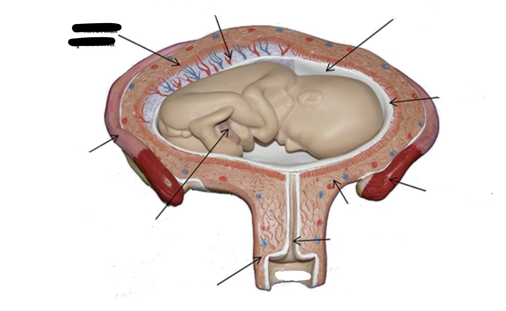 term image