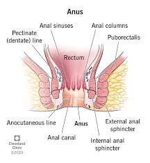 <p>Rectum</p><p>Anal canal</p><ul><li><p>Internal anal sphincter</p></li><li><p>External anal sphincter</p></li></ul><p></p>