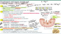 <p>muscularis externa</p><p>if u remember it controls motility then u know its the layer with muscle in it</p><p>or u can think of how Auerbach's plexus is also called MYENTERIC plexus, and myenteric means muscle, so its in the muscularis externa</p>
