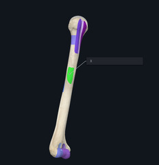 <p>Name the boney landmark indicated by the X and highlighted purple</p>