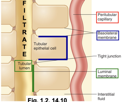 <ul><li><p>epithelial tubule cell → Na DEC in cell, K INC outside cell</p></li><li><p>filtrate in lumen → from blood plasma &amp; INC in Na</p></li><li><p>THUS → Na+ leave filtrate &amp; enter tubule cells</p><ul><li><p>balanced w/ (1) ion channel/protein carriers for Na move INTO luminal (2) primary active protein carrier on basolateral moves Na OUT</p></li></ul></li><li><p>THUS →</p><ul><li><p>help reabsorption of glucose (symporter)</p></li><li><p>help secretion of H+ (antiporter)</p></li><li><p>help secretion of K+ (ATPase)</p></li></ul></li></ul><p></p><p></p><p>direction of protein carrier movement based on [gradient] </p><p></p>