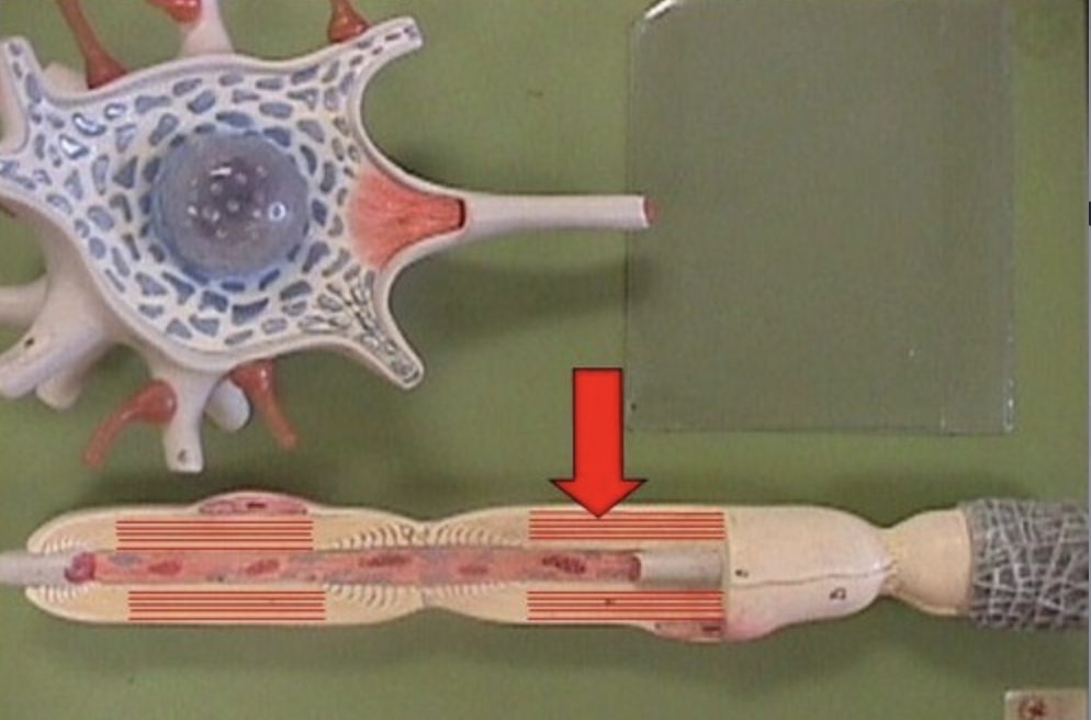 <p>insulates sections of axons (internodes) to increase speed of nerve impulse conduction</p>
