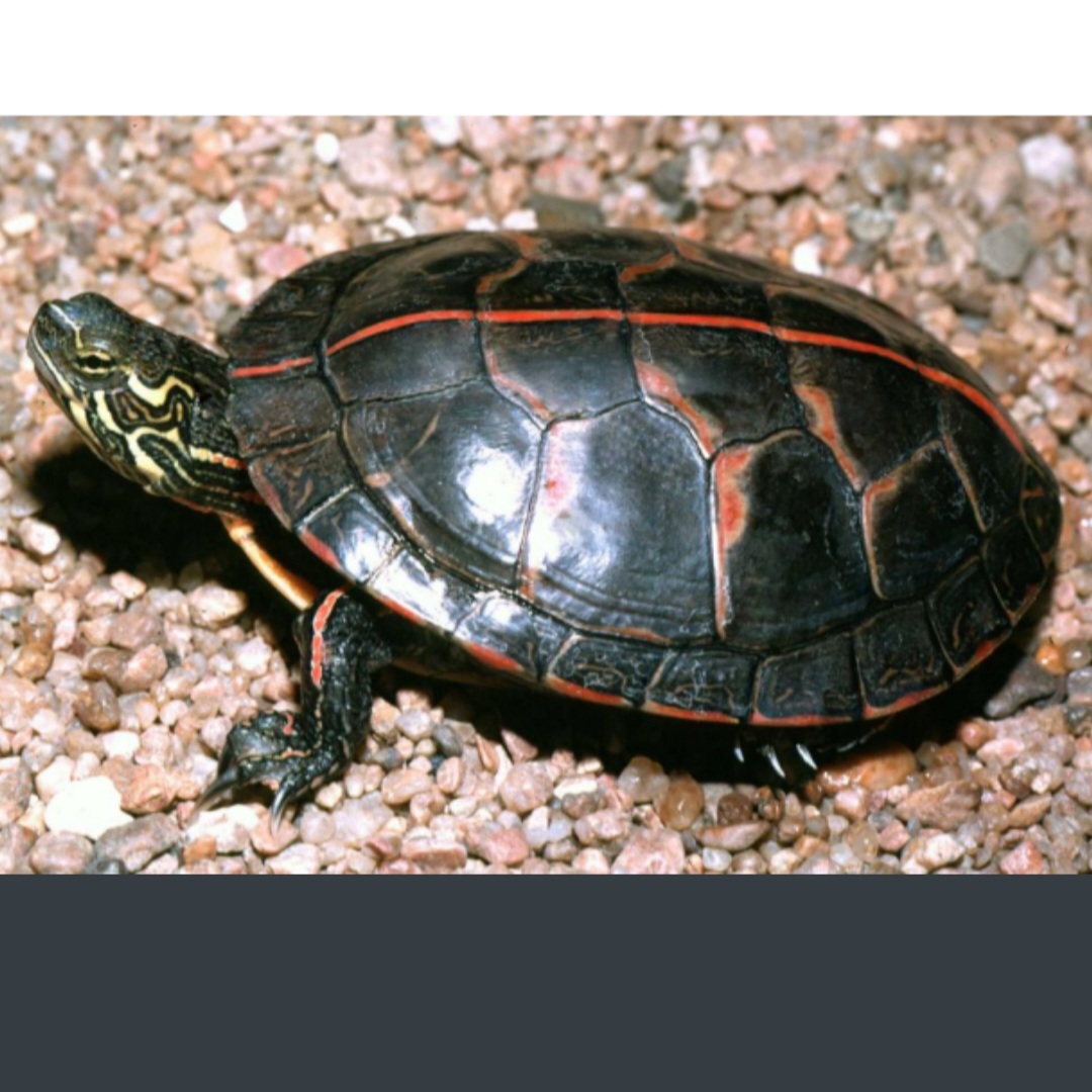 <p>name this animal</p>
