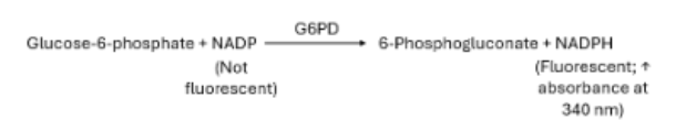 <p>Patient RBCs are lysed, and the released G6PD will convert glucose-6-phosphate into 6-phosphogluconate, which reduces NADP to NADPH proportionally. The rate of production is measured as the absorbance at 340 nm by a spec</p>
