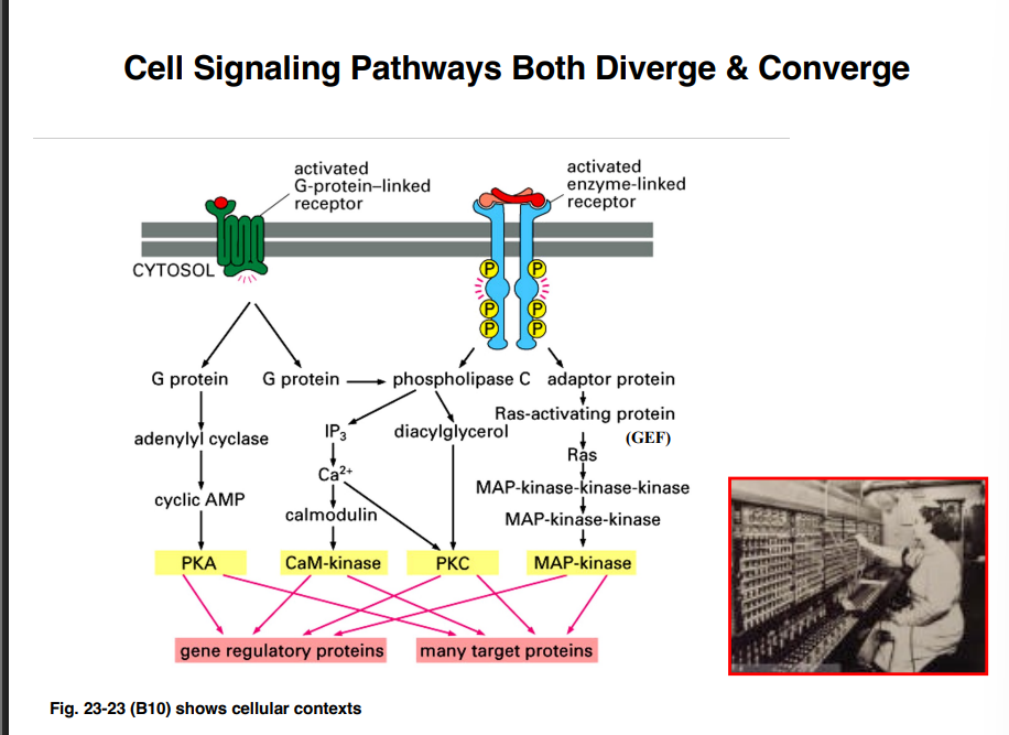 <p><span style="background-color: transparent;"><strong>Signaling Pathways Are Not Simple On/Off Switches</strong></span></p>
