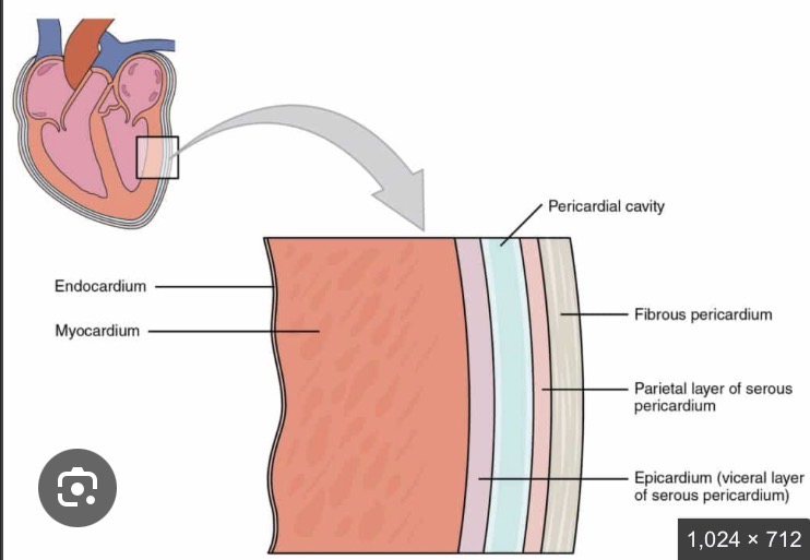 <p>Pericardial Cavity</p>