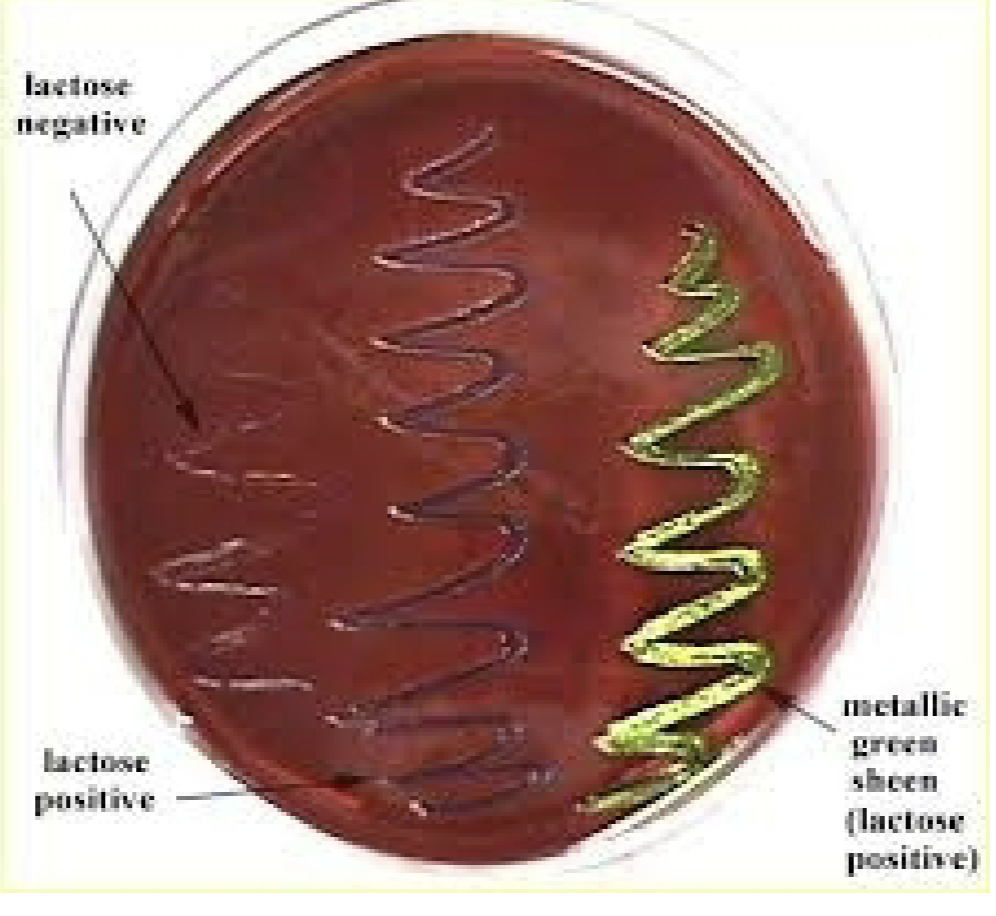 <p><strong>Name: </strong>Eosin Methylene Blue Agar (EMB) - has a dark jolly rancher purple</p><p><strong>SELECTIVE AGENT:</strong></p><ol><li><p>Eosin</p></li><li><p>Methylene Blue</p></li></ol><p><strong>SELECTS FOR: </strong>Gram (-) bacteria</p><p><strong>DIFFERENTIAL AGENTS:</strong></p><ul><li><p><u>Lactose: </u>fermentable sugar</p></li><li><p><u>Eosin</u></p></li><li><p><u>Methylene Blue</u></p></li></ul><ol><li><p><u>Lactose fermentors: </u>colonies are <span style="color: rgb(105, 4, 155);">dark purple</span>, and leads to a <span style="color: rgb(59, 218, 26);">green metallic sheen</span>(metal looking green)</p></li><li><p><u>Non-lactose fermentors: </u>colonies are colorless or <span style="color: rgb(186, 40, 213);">pink</span></p></li></ol><p>Extra info:</p><p>MAC is still more accurate</p><ul><li><p>Gram (+) if it didn’t grow at all</p></li></ul><p></p>