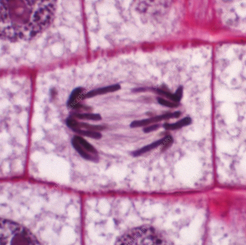 <p>chromosomes move away to the opposite sides of the cell, towards the poles of the cells</p>