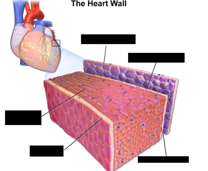 <p>Walls of the heart consist of 3 layers</p>