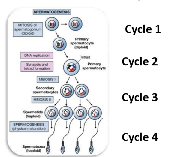 <ul><li><p>Cycle= progression through sequence of all stages</p><ul><li><p>Cells changes</p></li><li><p>internal timeline</p></li><li><p>what the cells are doing</p></li></ul></li><li><p>Stage= specific cellular associations</p><ul><li><p>what you see at the top of the Sertoli cell at a single moment. Stages describe which cell types are present at the luminal edge at a given time.</p></li></ul></li></ul><p></p><p></p>