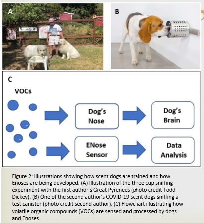 <p><span>Dickey &amp; Junqueira: Evaluated the strengths and weaknesses of using dogs to detect COVID-19. Compared with results of RT- PCR &amp; Antigen Testing. ENose= mini electronic devices to detect multiple odors by mimicking dog or human olfactory system. Trained scent dogs can be effectively used to provide quick, non-invasive accurate results. Results were comparable or in some studies superior to PCR &amp; Antigen testing</span></p>