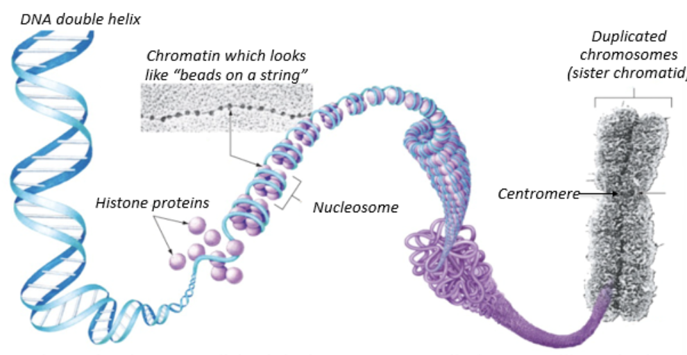 <p>condensation of chromatin into chromosome</p><ul><li><p>wrapping double helix of DNA around histone proteins to produce nucleosomes</p></li><li><p>nucleosomes coil further to produce chromosome structure</p></li></ul><p></p>