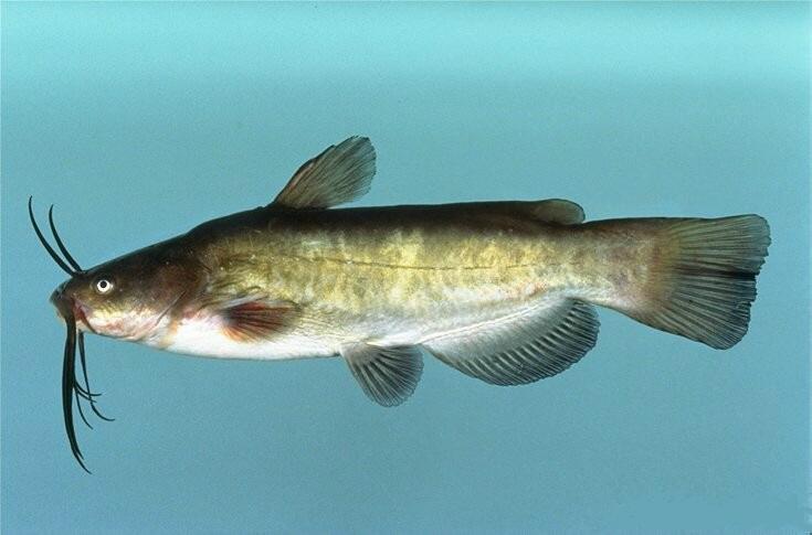 <ul><li><p>Native to NY, reside in still water with mud bottom</p></li><li><p>8-21 inches</p></li><li><p>Eat pretty much anything</p></li></ul><p></p>