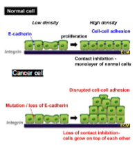 <p><strong>Normal </strong>cells would <strong>stop</strong> <strong>growing </strong>when they <strong>come into contact </strong>with each other such as in <strong>wound healing</strong>, but <strong>cancer</strong> <strong>cells </strong>keep <strong>pilling on top </strong>of each other</p>