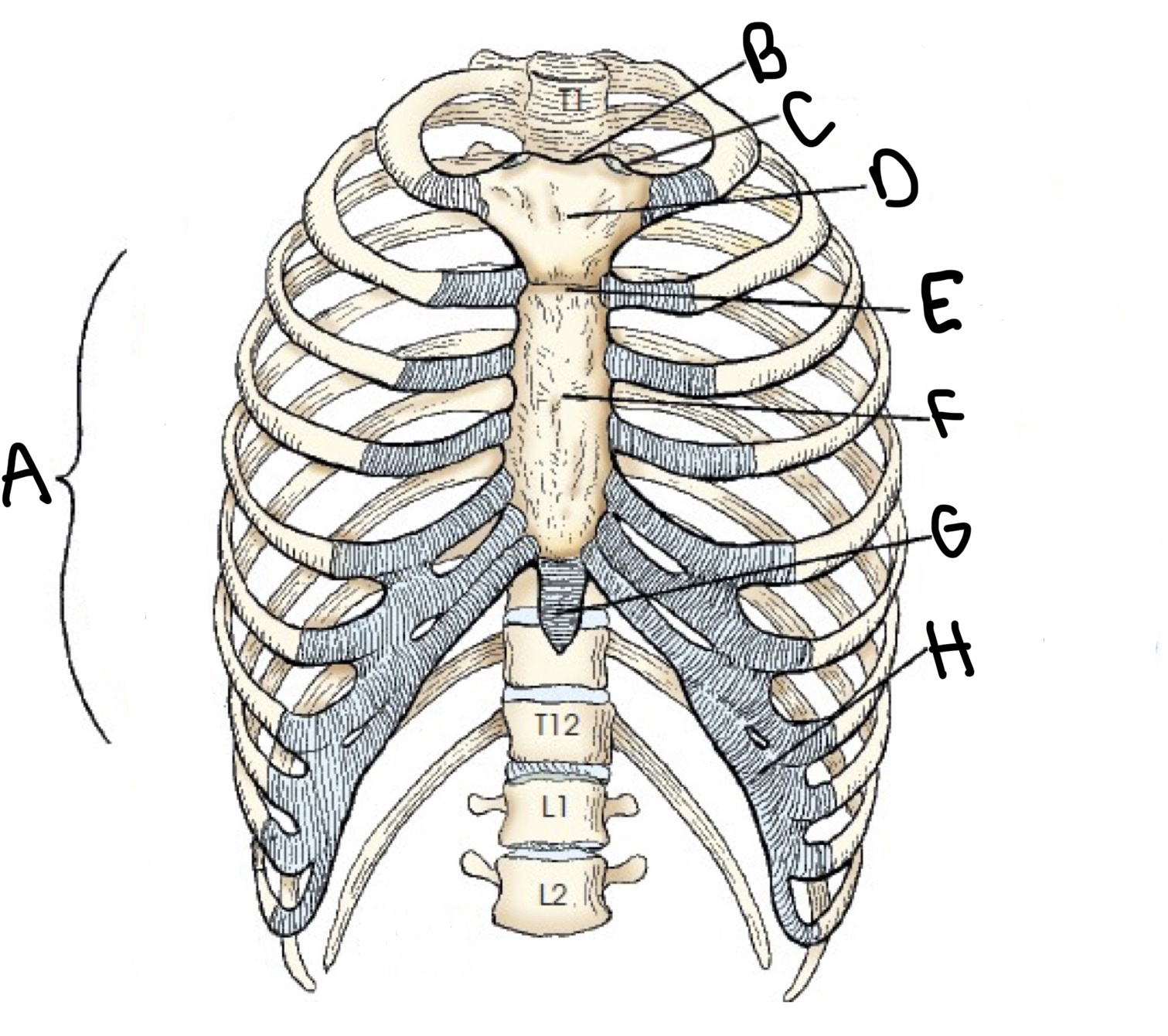 <p>c?</p>
