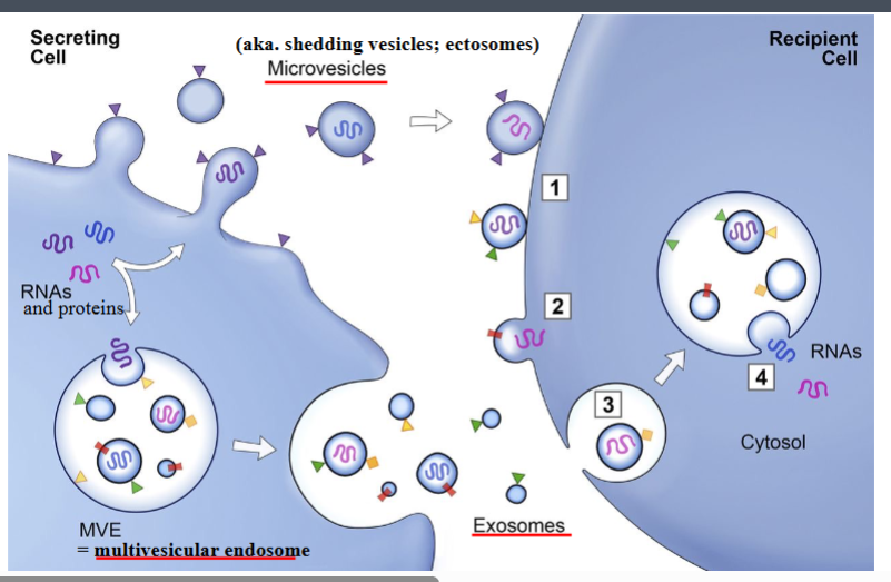 <p><span style="background-color: transparent;"><strong>Membrane-Associated Signaling: Microvesicles and Exosomes</strong></span></p>