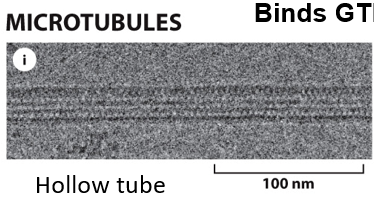 <p>What nucleotide does tubulin bind?</p>