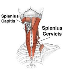 <p>bilaterally extends the neck, cervical spinal nerve</p>